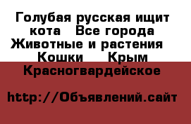 Голубая русская ищит кота - Все города Животные и растения » Кошки   . Крым,Красногвардейское